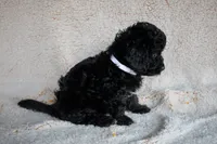 Mr. White, a male Miniature Bernedoodle for sale in Shelby, NC – 2 of 6