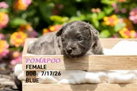 Dolly, a female Pomapoo for sale in Shelby, NC – 2 of 2