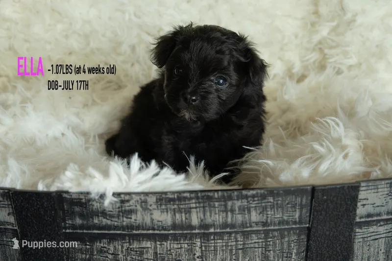 Ella – Pomapoo puppy for sale in Shelby, NC