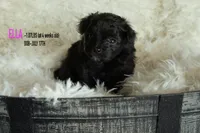 Ella, a female Pomapoo for sale in Shelby, NC – 1 of 2