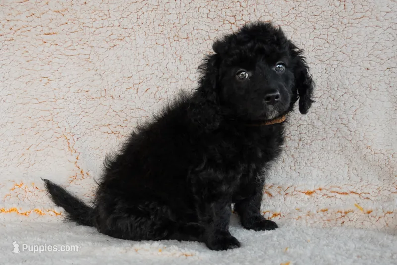 Miss Orange – Bernedoodle puppy for sale in Shelby, NC