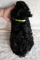 Mr. Lime Green, a male Bernedoodle for sale in Shelby, NC – 2 of 5