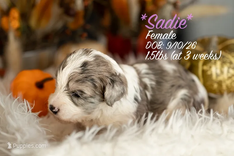 Sadie – Miniature Bernedoodle puppy for sale in Shelby, NC