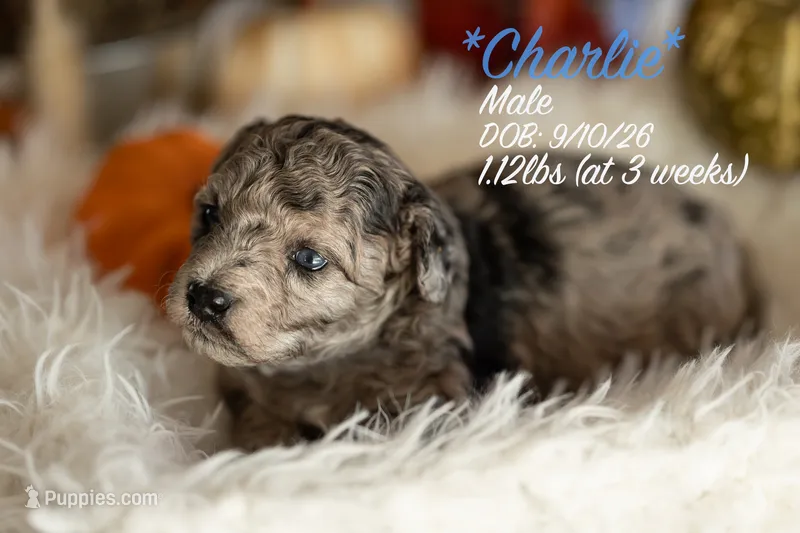 Charlie – Miniature Bernedoodle puppy for sale in Shelby, NC