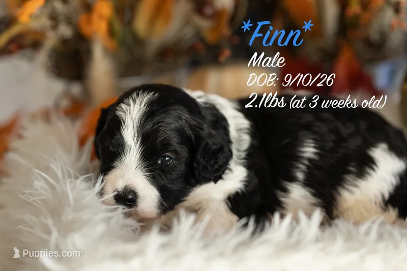 Finn – Miniature Bernedoodle puppy for sale in Shelby, NC