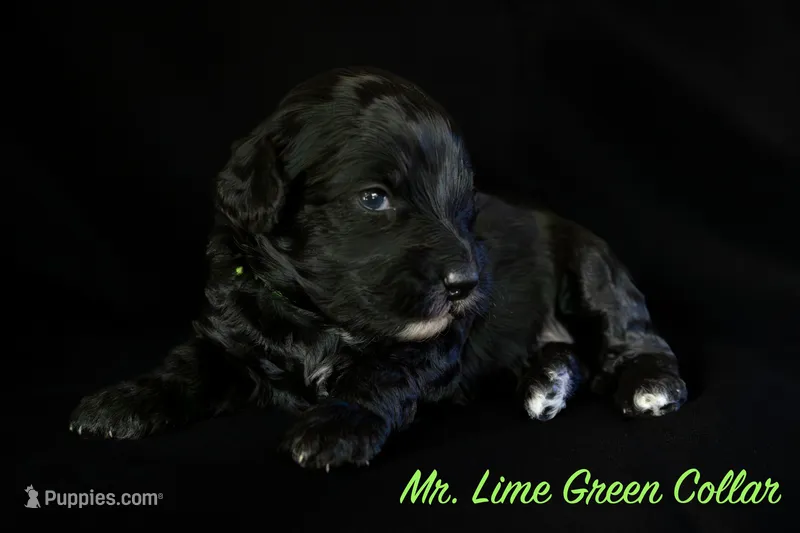 Mr. Lime Green – Bernedoodle puppy for sale in Shelby, NC