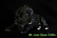 Mr. Lime Green, a male Bernedoodle for sale in Shelby, NC – 1 of 2