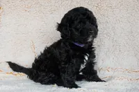 Miss Purple, a female Miniature Bernedoodle for sale in Shelby, NC – 2 of 6