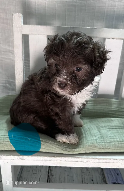 Miss Blue – Bernedoodle puppy for sale in Shelby, NC