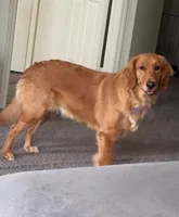 Honey, a female Golden Retriever for sale in Orlando, FL – Photo 5 of 5