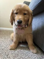 Honey, a female Golden Retriever for sale in Orlando, FL – Photo 2 of 5