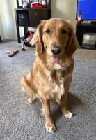 Honey, a female Golden Retriever for sale in Orlando, FL – Photo 4 of 5