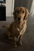 Honey, a female Golden Retriever for sale in Orlando, FL – Photo 3 of 5