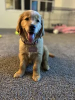 Honey, a female Golden Retriever for sale in Orlando, FL – Photo 1 of 5