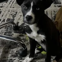 Bleu , a female Australian Shepherd for sale in Maryland Heights, MO – Photo 2 of 2