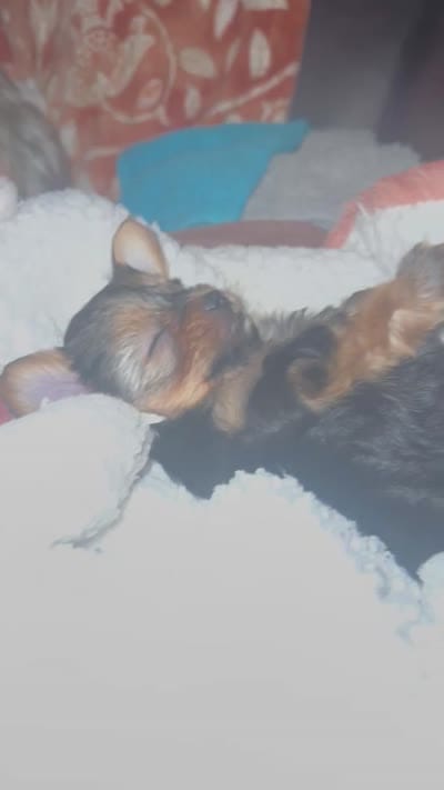 Izzy , a female Yorkshire Terrier for sale in Spartanburg, SC – 7 of 10