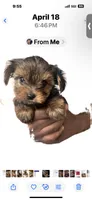 Izzy , a female Yorkshire Terrier for sale in Spartanburg, SC – 4 of 10