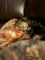 Izzy , a female Yorkshire Terrier for sale in Spartanburg, SC – 1 of 10