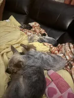 Izzy , a female Yorkshire Terrier for sale in Spartanburg, SC – 3 of 10