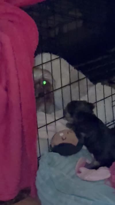 Izzy , a female Yorkshire Terrier for sale in Spartanburg, SC – 10 of 10