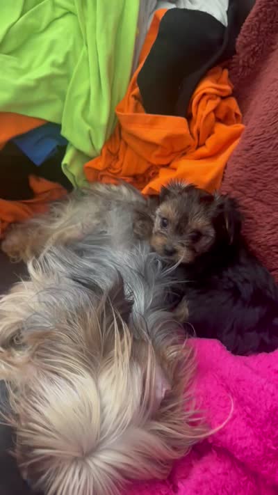 Izzy , a female Yorkshire Terrier for sale in Spartanburg, SC – 8 of 10