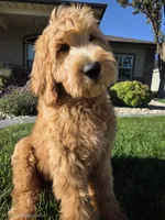 Peanut, a male Goldendoodle for sale in Twin Falls, ID – 2 of 10