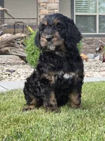 Rosie, a female Goldendoodle for sale in Twin Falls, ID – 2 of 5