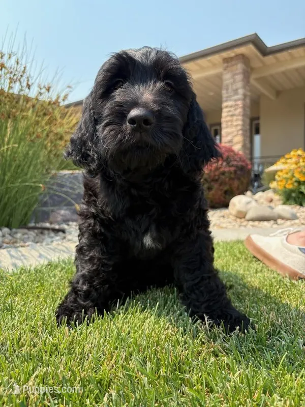 Jet – Goldendoodle puppy for sale in Twin Falls, ID
