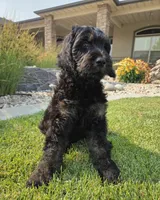Jasper, a male Goldendoodle for sale in Twin Falls, ID – 3 of 4