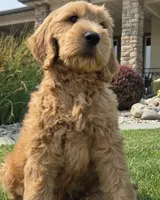 Peanut, a male Goldendoodle for sale in Twin Falls, ID – 5 of 6