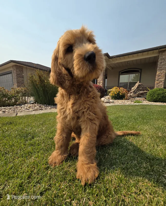 Peanut – Goldendoodle puppy for sale in Twin Falls, ID