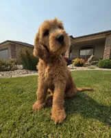 Peanut, a male Goldendoodle for sale in Twin Falls, ID – 1 of 6