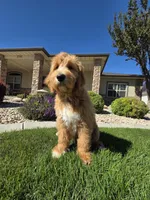 Benny, a male Goldendoodle for sale in Twin Falls, ID – 2 of 6