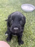 Emma, a female Goldendoodle for sale in Twin Falls, ID – 1 of 1