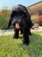 Jet, a male Goldendoodle for sale in Twin Falls, ID – 2 of 4