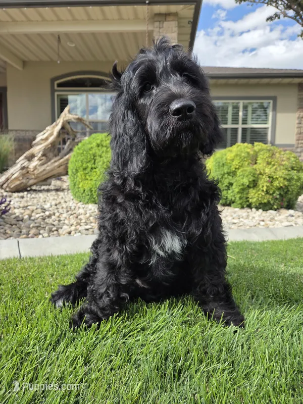 Emma – Goldendoodle puppy for sale in Twin Falls, ID