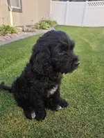 Emma, a female Goldendoodle for sale in Twin Falls, ID – 2 of 5