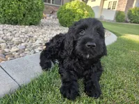 Emma, a female Goldendoodle for sale in Twin Falls, ID – 3 of 5