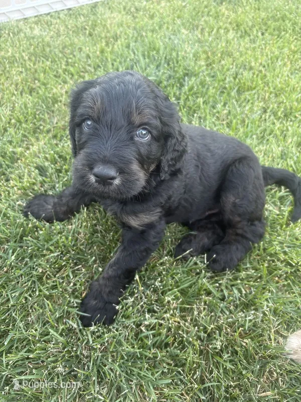 Jasper – Goldendoodle puppy for sale in Twin Falls, ID