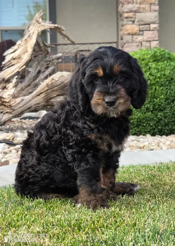 Rosie – Goldendoodle puppy for sale in Twin Falls, ID