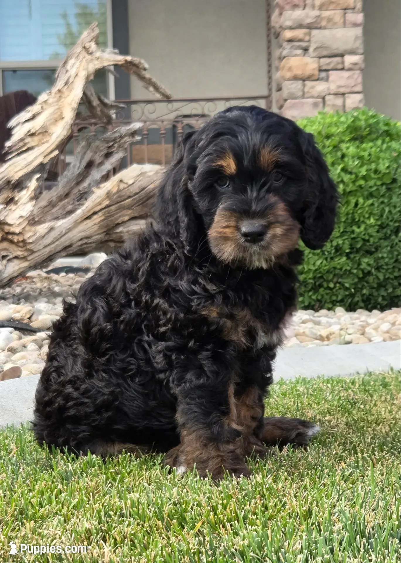 Rosie, a female Goldendoodle for sale in Twin Falls, ID – 1 of 4