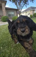 Rosie, a female Goldendoodle for sale in Twin Falls, ID – 3 of 4