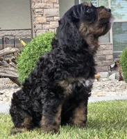 Rosie, a female Goldendoodle for sale in Twin Falls, ID – 2 of 4