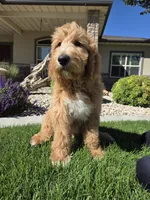 Benny, a male Goldendoodle for sale in Twin Falls, ID – 3 of 6