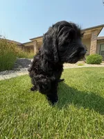 Jet, a male Goldendoodle for sale in Twin Falls, ID – 3 of 4