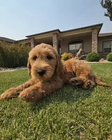 Peanut, a male Goldendoodle for sale in Twin Falls, ID – 4 of 6