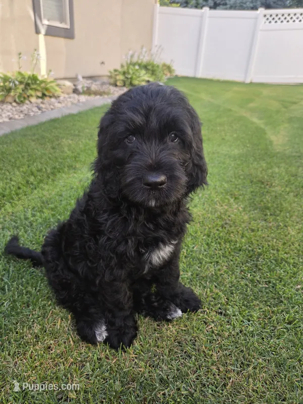 Emma – Goldendoodle puppy for sale in Twin Falls, ID