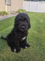 Emma, a female Goldendoodle for sale in Twin Falls, ID – 1 of 5