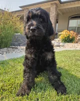 Jasper, a male Goldendoodle for sale in Twin Falls, ID – 2 of 4