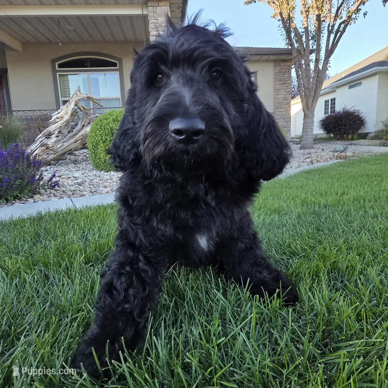 Jet – Goldendoodle puppy for sale in Twin Falls, ID